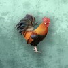 看片神器播放器
